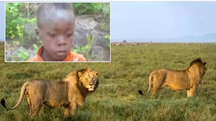 Un niño sobrevive durante cinco días entre leones en un parque de Zimbabue 26